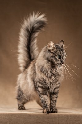 Животное недели
